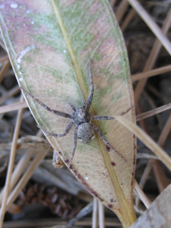 Philodromus cfr pulchellus